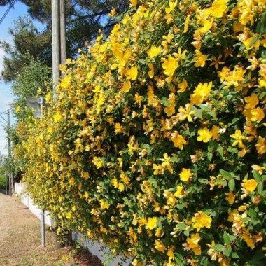 Hypericum_hidcote_2_FF_800x (1)